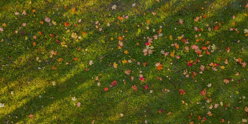 The Landscape Pros Guide to Fall Lawn Watering